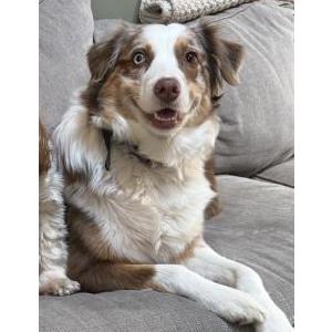 Image of Quinn, Lost Dog