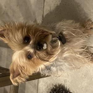 Image of Stitch, Lost Dog
