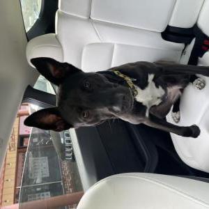 Found Dog Unknown