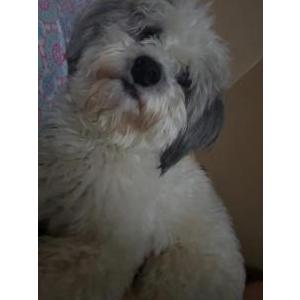 Image of Oreo, Lost Dog