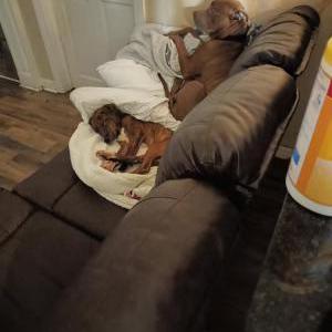 Image of Pop's, Lost Dog