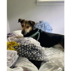 Image of Nina, Lost Dog