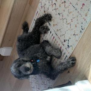 Image of Finn, Lost Dog