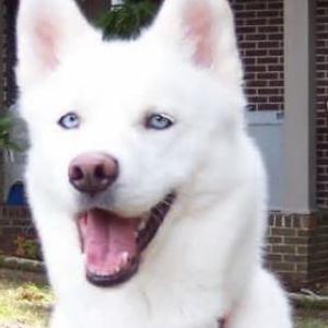 Image of McCallie, Lost Dog