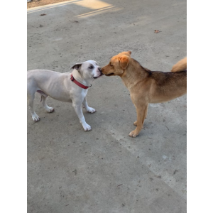 Lost Dog Koda