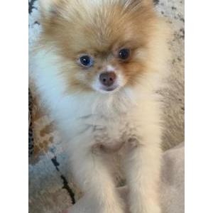 Image of Diamond, Lost Dog