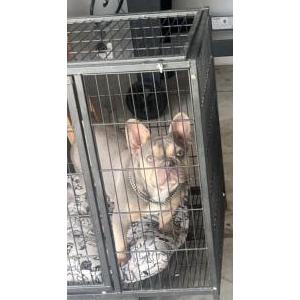 Image of Unknown, Found Dog