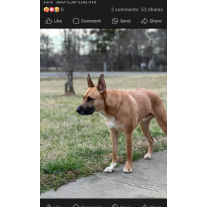 Image of Remy, Lost Dog