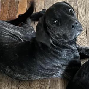 Image of Sasha, Lost Dog