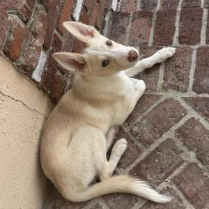 Found Dog Unknown