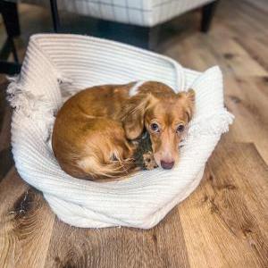 Lost Dog Goldie