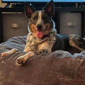 Lost 1 Ophelia (NC)