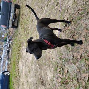 Image of Grace, Lost Dog