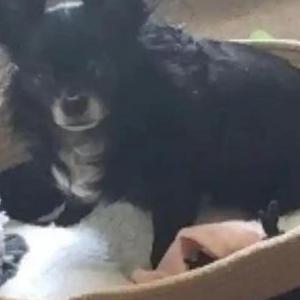 Image of brody, Lost Dog