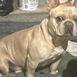 2nd Image of Unknown, Lost Dog