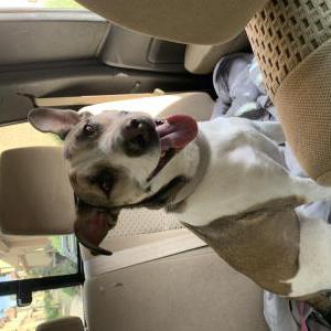 Found Dog Unknown