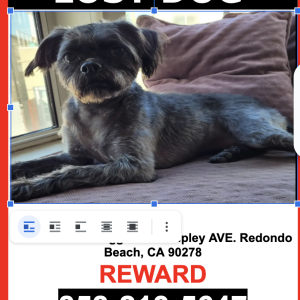 Lost Dog Zoe