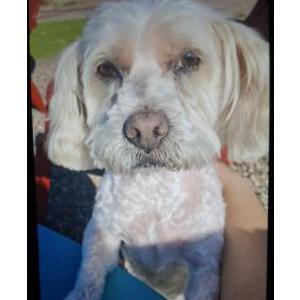 Image of Lupe, Lost Dog