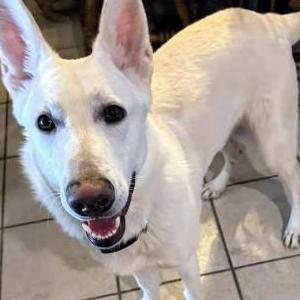 Image of Bear, Lost Dog