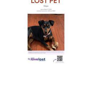 Lost Dog Onyx (Onnie Girl)