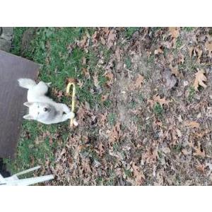 Image of Jeb, Lost Dog