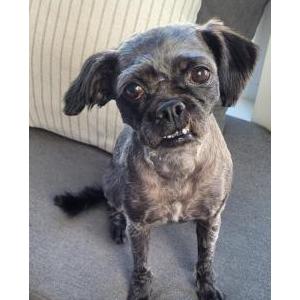 Lost Dog Zoe