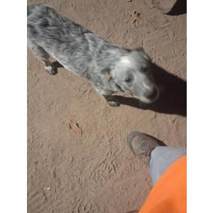 Image of Nika, Lost Dog