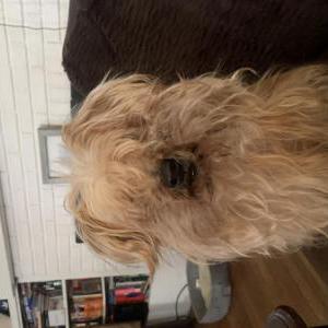Lost Dog Tyger