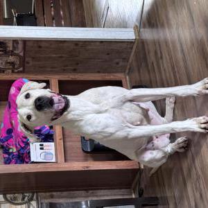 Image of Unknown, Found Dog