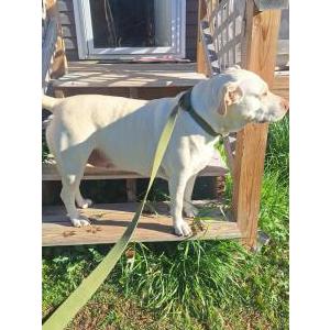 Image of Unknown, Found Dog
