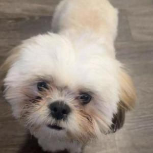 Image of Benji, Lost Dog
