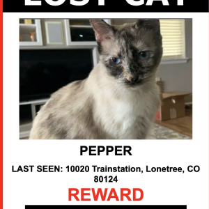 Image of Pepper, Lost Cat