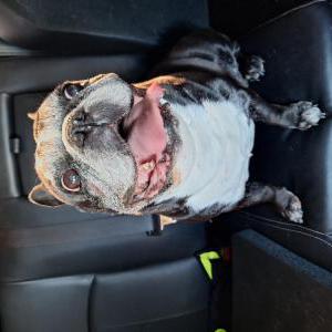 Found Dog Unknown