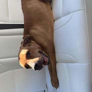Found Dog Unknown