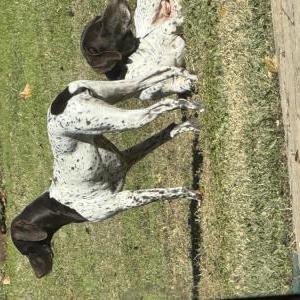 Image of Belle, Lost Dog