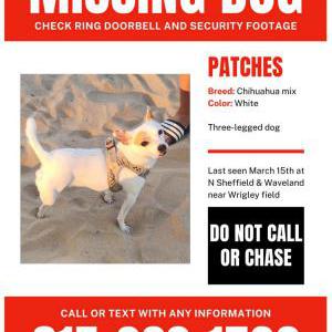 Lost Dog Patches