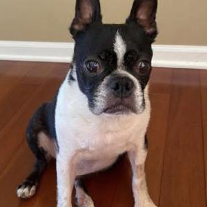 Image of Ref, Lost Dog