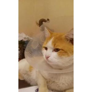 Lost 2 Georgie (TX)