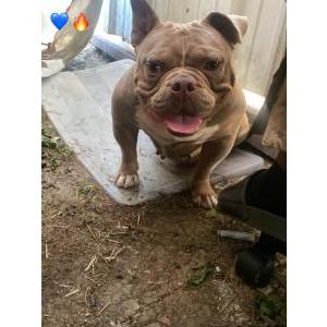 Image of Prada, Lost Dog