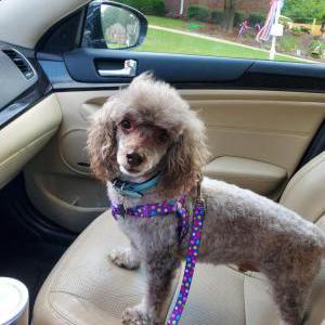 Image of Ozzie, Lost Dog