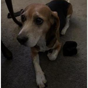 Image of Shade, Lost Dog