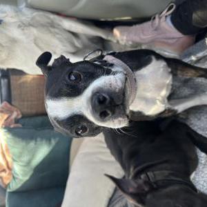 Lost Dog Judge