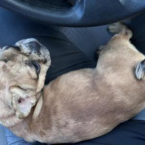 Image of unknown, Found Dog