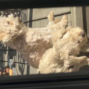 Lost Dog Momma