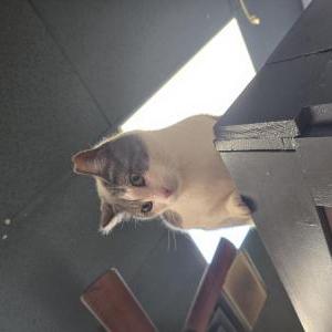 Image of Navi, Lost Cat
