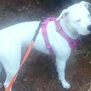 Image of Yola, Lost Dog