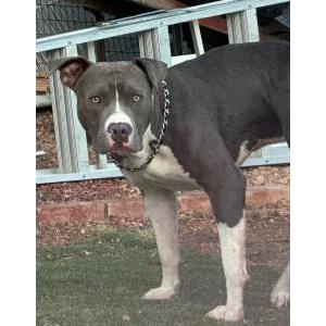 Lost Dog Blue