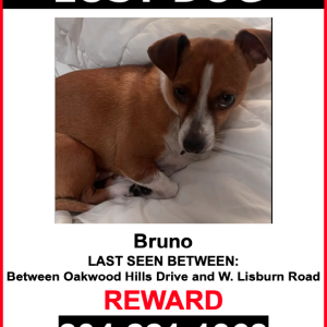 Image of Bruno, Lost Dog