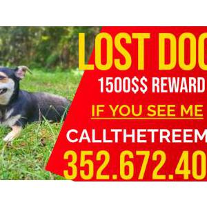 Lost Dog Luna