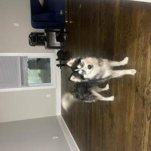 Image of Lexy, Lost Dog